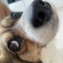 끌레오헤어 이미지