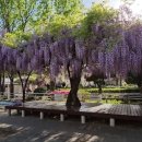 등나무문화공원 이미지