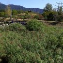 백운산 솔밭 앞 이미지