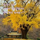 김경자대구왕뽈찜 이미지