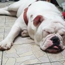 우리가축 인공수정 이미지