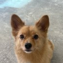 대자유치원 | 논산 강아지 유치원 하이멍뭉 한 달 후기 :: 시월이 적응기