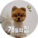 개들의 집 펫살롱 이미지