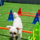 포포퍼피 이미지