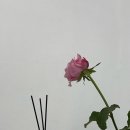 네일시샘달
