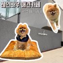 학현4길 | 평택애견카페 레인바우애견카페 넓고 쾌적한 실내공간