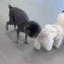 하이도기 이미지