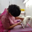 지지베미용실 네이버블로그