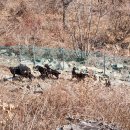 염소야놀자 이미지