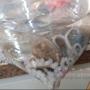 신안산낙지 이미지