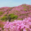 수완에서 출발하는 수완들꽃산악회, 5/16(토)지리산 바래봉 철쭉 산행/ 곤달비 장아찌 무료로 담궈오기 신청방!! 이미지