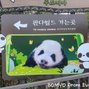 [에버랜드 헬로우푸바오] 2021년 1월 방문기