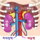 신장병의 원인과 치료의 방법들 이미지