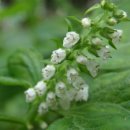 들깨나라 이미지