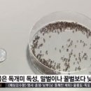 불개미 헤럴드경제