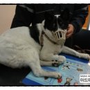 미드미 동물의료센터 네이버블로그