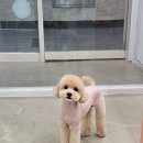 오늘도 예쁘개 | 여러 곳 비교하다가 결정하게 된 동탄애견미용애견샵- 오늘도예쁘개