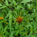 도깨비풀 이미지