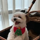 엠버여행사 | 몰디브 허니문 투어민에서 가성비 넘치게 예약 완료! (엠버비치,하드락,사이라군)