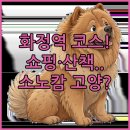 어반이스트호텔(URBAN-EST) | 화정역 광장 쇼핑 산책 코스부터 반려동물 동반 가능한 소노캄 고양 숙소 분석