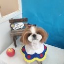 애견샵 컬리독 이미지