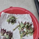 나무네농장 이미지