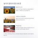 CU함안산업단지점 | 함안 강주 해바라기 축제 2025: 실시간 개화 상황, 주차, 포토존, 그리고 연꽃 명소까지!