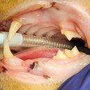 그레이스 고양이 심장&치과병원 이미지