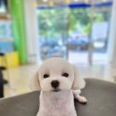 러브펫살롱 이미지