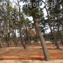 몽산포패밀리데이캠핑장 이미지
