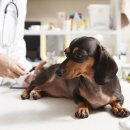 협동동물병원 이미지