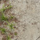 거창-가북-3 이미지