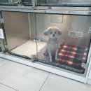 베리굿동물병원 이미지