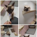 댕냥이살롱 이미지