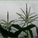 황골농장 이미지