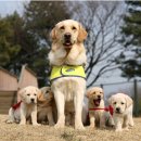 시각장애인심부름센터 이미지