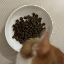 하이캣 | [고양이 사료 추천] 아카나 캣 하이프로틴 패시피카 고양이 사료 후기