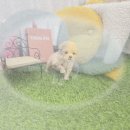 코카애견 | 성남 애견분양 후기: 코카스파니엘분양, 내 운명은?
