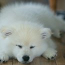 하얀강아지 이미지