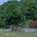 청솔목장 이미지