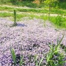 보천농장 이미지