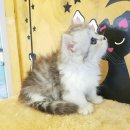 Premium 먼치킨 이미지