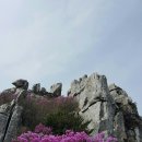 강진 덕룡산+벚꽃투어+유채꽃투어! 이미지