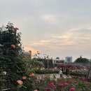 조선대(장미원) | 조선대 장미원 주차 요금 꿀팁, 장미축제 후기