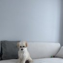 펜시독