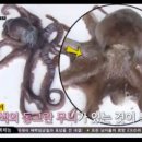 용두동쭈꾸미 이미지