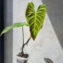 린다플랜트 이미지
