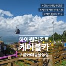 정선농장 | 강원도 정선 여행 코스, 하이원 동물농장 안 가면 후회! (feat. 안개 낀 날씨도 OK!)