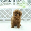 보들보들 이미지