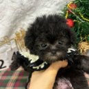 오독안심분양센터 강아지분양 고양이분양 목동점 이미지